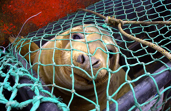 Times Seal Pup release story