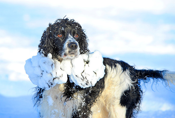 Snow dog in Roundhay Park